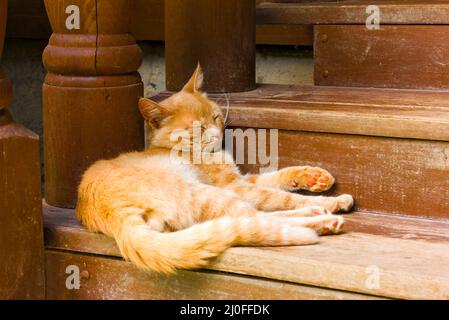 Rustic red cat sleeps on a brown wooden steps Stock Photo