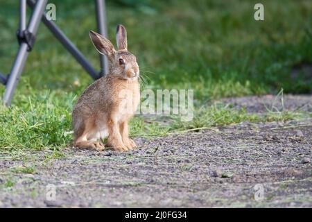 European rabbit (Oryctolagus cuniculus) Stock Photo
