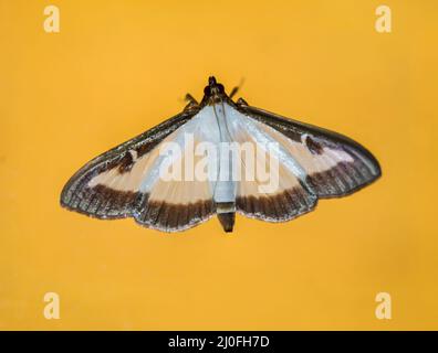 Close-up of a box tree moth. The boxwood moth is an East Asian small butterfly Stock Photo