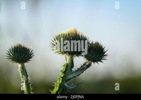 The umbels, flowers of a milk thistle. Stock Photo