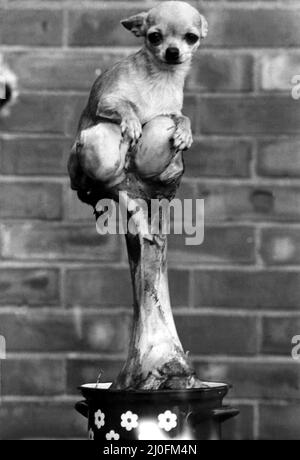 A picture from a series of humurous novelty images taken by Sunday People photographer Dennis Hutchinson. - After little Mitzi has picked the bone clean ¿she is just bone idle !   Circa: 1980 Stock Photo