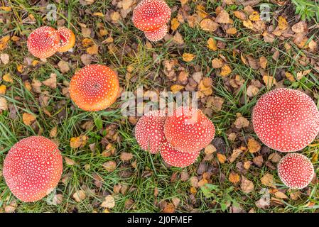 Numerous glowing toadstools in the autumn meadow Stock Photo