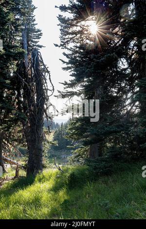 sun streaming inbetween two pine trees growing high up Stock Photo