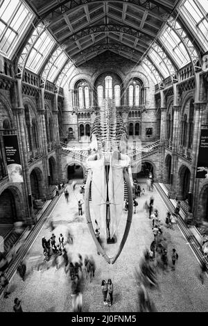 People at the main hall of the famous National History museum in London UK. Stock Photo