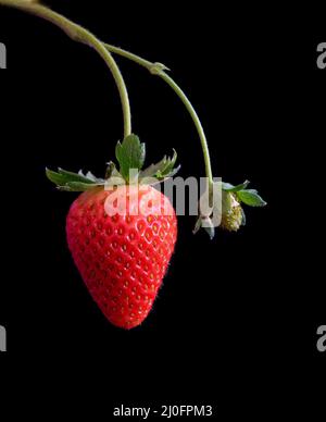 Fresh red strawberry fruit on a black background Stock Photo