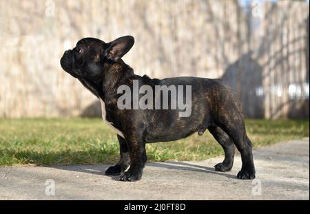 Side view of a cute French bulldog standing against a wall background Stock Photo
