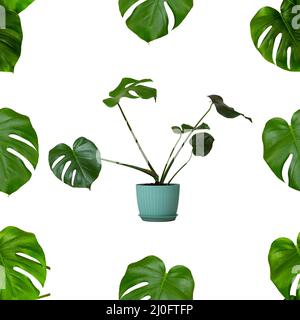 Seamless pattern of tropical monstera plant with green leaves in a flower pot isolated on a white ba Stock Photo