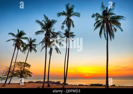 Palm trees on sunset sea coast Stock Photo