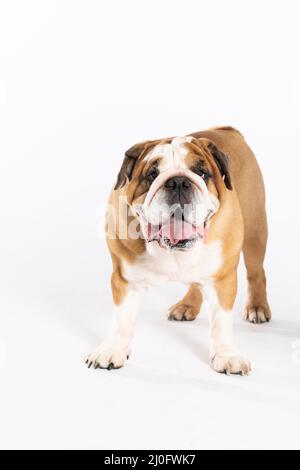 The English Bulldog is a purebred dog with a pedigree. The breed of dog belongs to the moloss group, bred in the 18th century in Stock Photo