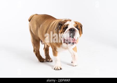 The English Bulldog is a purebred dog with a pedigree. The breed of dog belongs to the moloss group, bred in the 18th century in Stock Photo