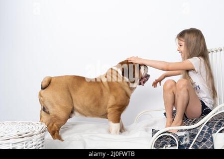 The dog jumped on the girl's bed and wants to play. The English Bulldog is a purebred dog with a pedigree. Stock Photo