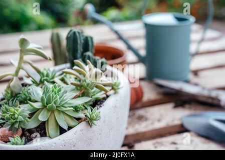 Repotting succulents and cactuses at home, tools, pots and watering can Stock Photo