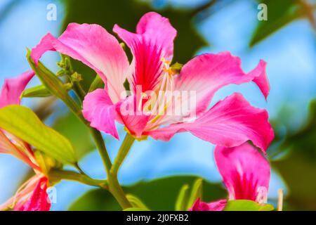 Closed up pink flower Bauhinia purpurea or Butterfly Tree Stock Photo