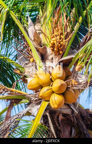 Close up on amazing coconut tree that its bunchs and nuts are yellow colour hanging at Hadnamrin Beach, Ban Chang, Rayong, Thail Stock Photo