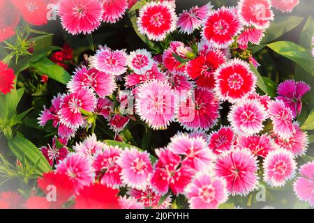 Beautiful Background of blooming Snowfire, China Doll, China Pink flower, pink Dianthus flowers (Dia Stock Photo