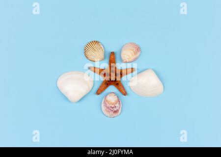 Starfish and seashells on blue background, top view  flat lay Stock Photo
