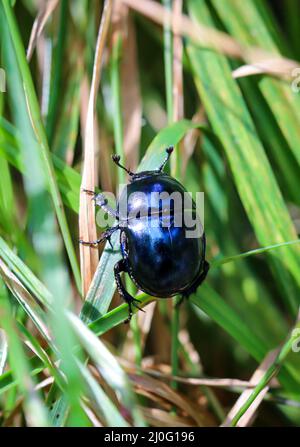 A close-up of a wood dung beetle (Anoplotrupes stercorosus) in the forest. Stock Photo