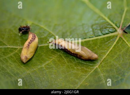A close-up of two pupated caterpillars of a boxwood moth. Stock Photo