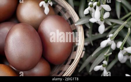 Easter eggs in a wicker basket and snowdrops. Stock Photo