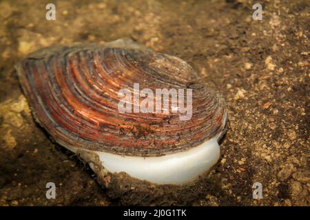 A clam in the shallow water of a pond. Stock Photo