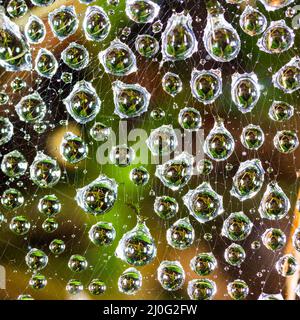 Large drops of water after rain on the web close up Stock Photo
