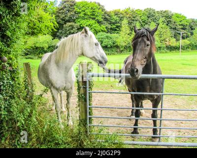 Two horses, one black, one white, looking over the fence, just outside the small town of Wendover, in the Chilterns, rural England Stock Photo