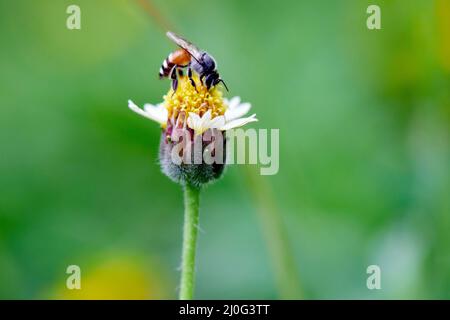 Close-up bee perching on yellow flower Stock Photo
