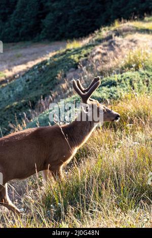 large buck looking into sunlight in meadow Stock Photo