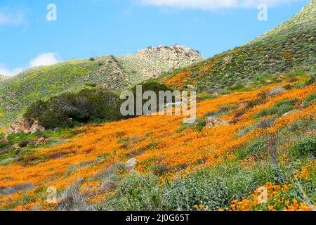 California Golden Poppy and Goldfields blooming in Walker Canyon, Lake Elsinore, CA. USA. Stock Photo