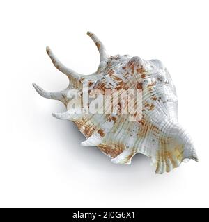Beautiful sea shell . Presented on a white background. Stock Photo