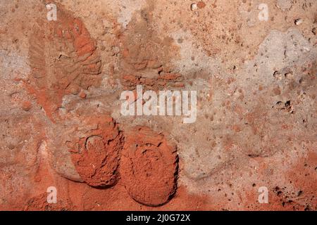 Shoe prints in the red sand Stock Photo