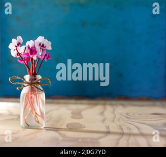 A small bouquet of flowers of cyclamen in a glass bottle on a wooden table. on a blue background with space for text Stock Photo