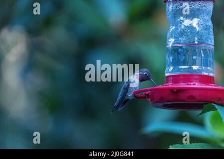 small pink throated hummingbird perched on red feeder Stock Photo