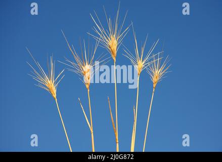 Glowing cereals Stock Photo