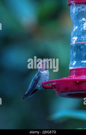 perched small hummingbird on red feeder with blurred background Stock Photo