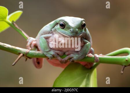 Australian white tree frog on tree tendrils Stock Photo