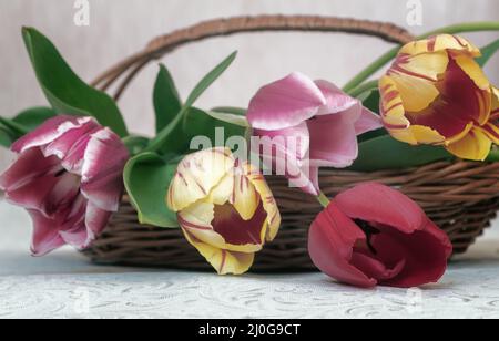 Bouquet of beautiful tulips in a wicker basket Stock Photo
