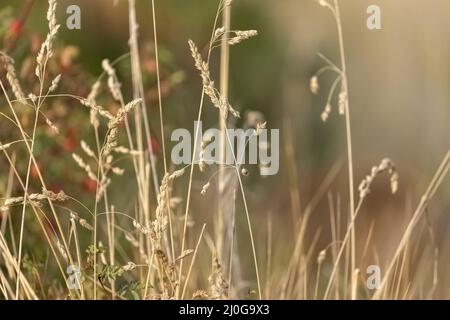 close up detail of dry golden grass in summer Stock Photo