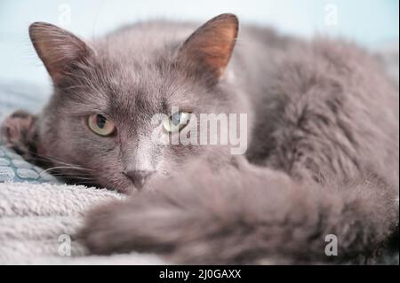 Russian blue cat Stock Photo