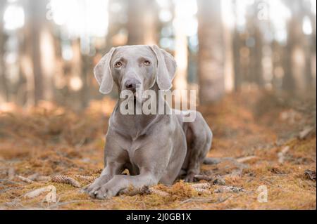 German hunting-dog in forest Stock Photo