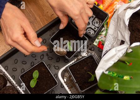 Women's hands transplant cucumber seedlings in peat tablets into plastic pots with soil Stock Photo