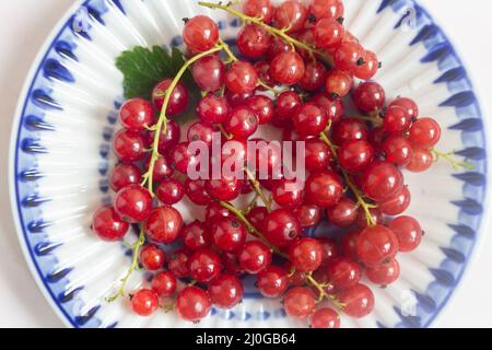 Red currant berries on a saucer with a blue border. Stock Photo