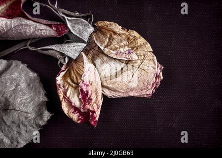Dried rose flower on dark background Stock Photo