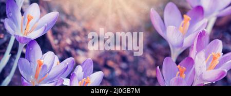 Close-up of a group of blooming purple crocus flowers . Stock Photo