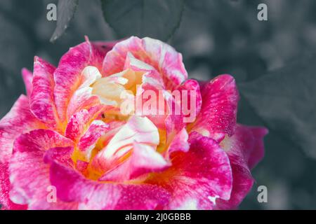 Lovely single blooming pink rose isolated on gray garden background. Stock Photo