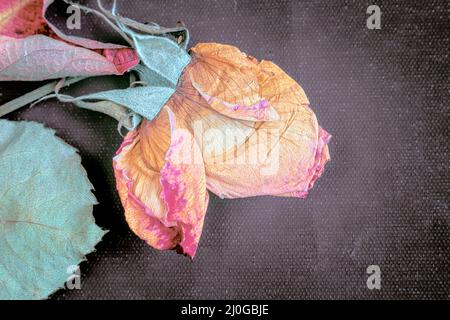 Dried rose flower on dark background Stock Photo