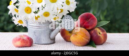 Ripe large peaches and daisies in a watering can isolated on green. Stock Photo