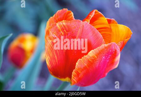 Red macro close up of tulip. Spring flower background. Stock Photo