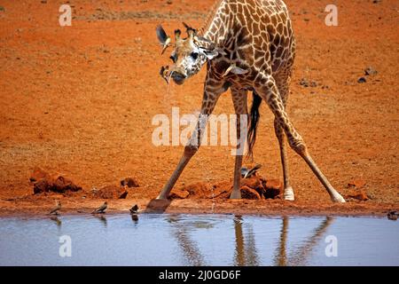 Masai Giraffe (Giraffa tippelskirchi) Drinking at a Waterhole. Ngutuni, Tsavo East National Park, Kenya Stock Photo
