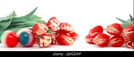 Easter eggs with red tulips isolated on white background. Stock Photo